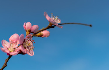 Spring when fruit trees bloom. Peach flowers and blue sky in the background