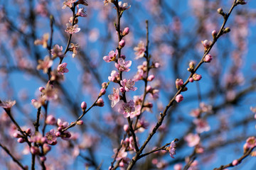 Spring when fruit trees bloom. Peach flowers and blue sky in the background. Greetings card