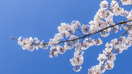 青空を背景に満開の桜の花
