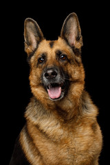 Adoeable Portrait of German Shepherd Dog on Isolated Black Background