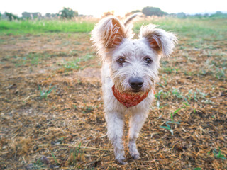 Mixed blood Westie terrier dog in the field
