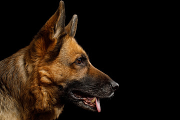 Close-up Portrait of German Shepherd Dog in Profile view on Isolated Black Background