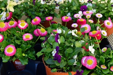 Beautiful white and purpure violets and colorful daisies in the pots on the table.