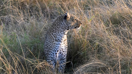 morning shot of a leopard looking to the right at masai mara in kenya