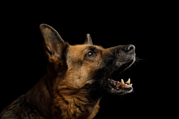 Closeup Portrait of Barking German Shepherd Dog in Profile view on Isolated Black Background