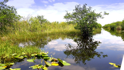 The amazing nature of the Everglades in FLORIDA