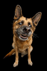 Clumsy German Shepherd Dog with Funny Face Sitting on Isolated Black Background