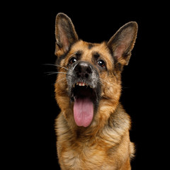 Funny Portrait of German Shepherd Dog with opened mouth showing his teeth and tongue on Isolated Black Background