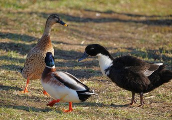 Drei Enten im Frühlingssonnenbad