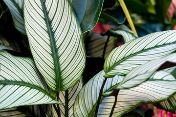 Calathea ornata, variously striped, pin-stripe, or pin-stripe calathea plants leaves close - up