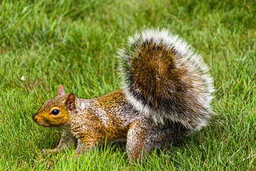 Eichhörnchen im Gras