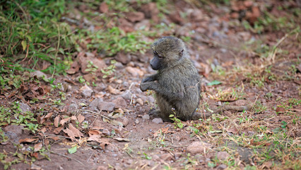 Pavian Baby
