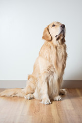 High key image of Golden Retriever dog on wood floor in front of white wall