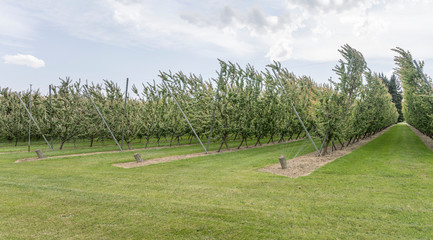 fruit trees lines in green countryside, Cromwell, Otago, New Zealand