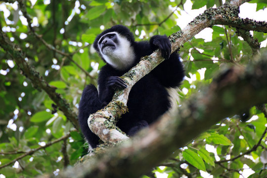 Colobus Affe