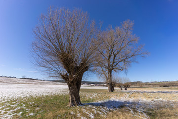 Weiden im Winter
