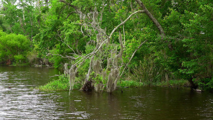 Impressive nature in the swamps of Louisiana