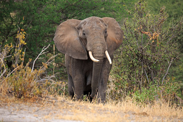 Obraz premium Elefanten