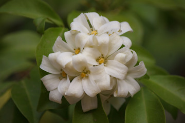 Obraz premium White Murraya paniculata flowers and green leaves