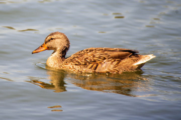 Duck