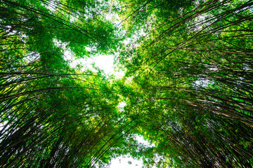 Bamboo in the forest on nature background