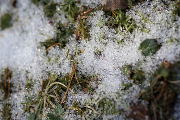 Snow lies on the moss close up. Macro photography of Melting snow in the forest. Details of melted snow crystals on the green moss background. Spring in the forest. Belarus, Minsk.