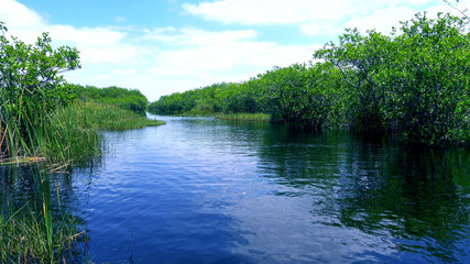 Beautiful wildlife in nature of the Everglades in FLORIDA