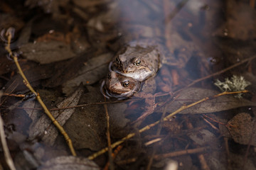 Common frogs pairing in a pond. Couple of frogs are sitting in the river and enjoying sunlight in spring period. Spring in Belarus. Detailed photo of two frogs.