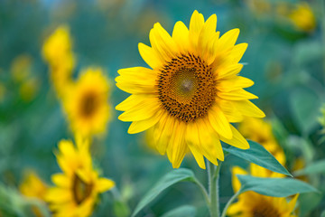 Sunflowers ready to harvest