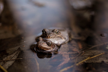 Common frogs pairing in a pond. Couple of frogs are sitting in the river and enjoying sunlight in spring period. Spring in Belarus. Detailed photo of two frogs.