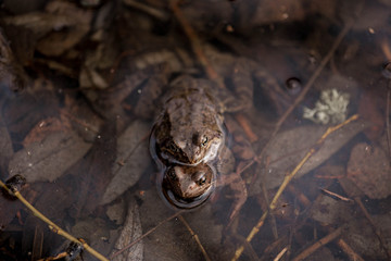 Common frogs pairing in a pond. Couple of frogs are sitting in the river and enjoying sunlight in spring period. Spring in Belarus. Detailed photo of two frogs.