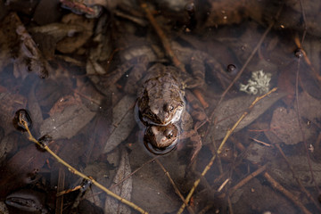 Common frogs pairing in a pond. Couple of frogs are sitting in the river and enjoying sunlight in spring period. Spring in Belarus. Detailed photo of two frogs.