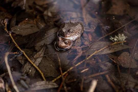 Common frogs pairing in a pond. Couple of frogs are sitting in the river and enjoying sunlight in spring period. Spring in Belarus. Detailed photo of two frogs.