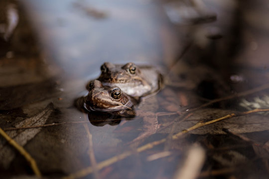 Common frogs pairing in a pond. Couple of frogs are sitting in the river and enjoying sunlight in spring period. Spring in Belarus. Detailed photo of two frogs.