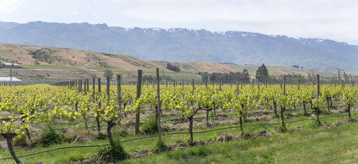 Fototapeta na wymiar lines of vine plants in vineyard near Mt. Pisa, Otago, New Zealand