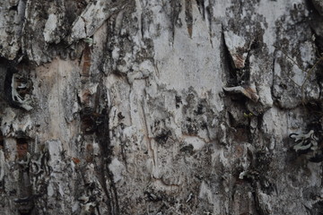 tree bark texture