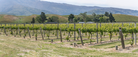 Fototapeta premium lines of vine plants in large vineyard near Mt. Pisa, Otago, New Zealand