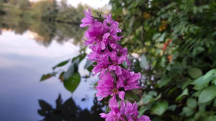 Obraz premium Purple flower on the background of the river 