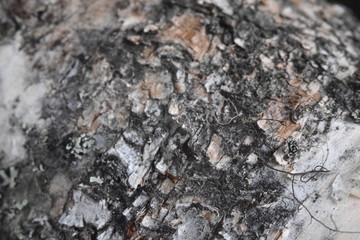 close up of charcoal texture  a tree

