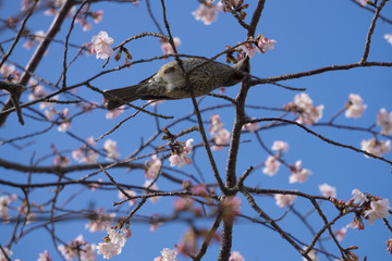 満開の河津桜と鳥