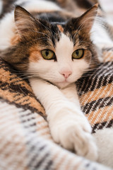 Fototapeta na wymiar Lazy cat is lying on the bed, resting. Fluffy domestic cat lies on the sofa. Pet. The quarantined cat. 