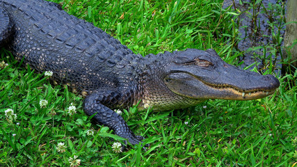 Wild animals in the swamps near New Orleans - alligator