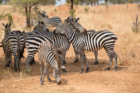 Zebras