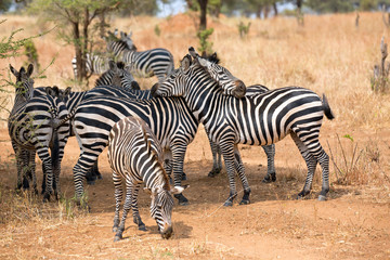 Zebras