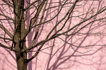 tree without leaves, shadow on the wall, pink wall