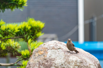 イソヒヨドリ♀