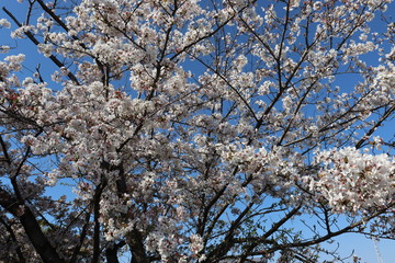 日本　桜　絶景
