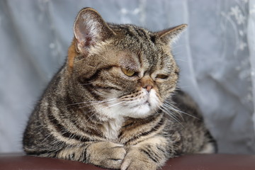 手をそろえるお嬢様座り猫アメリカンショートヘア