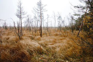 Autumn landscape. Wild birches without leaves. Tall withered grass