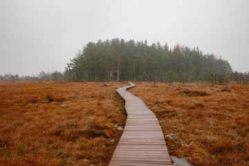 Aerial view of wooden walkway on the territory of Sestroretsk swamp, ecological trail path - route walkways laid in the swamp, reserve 